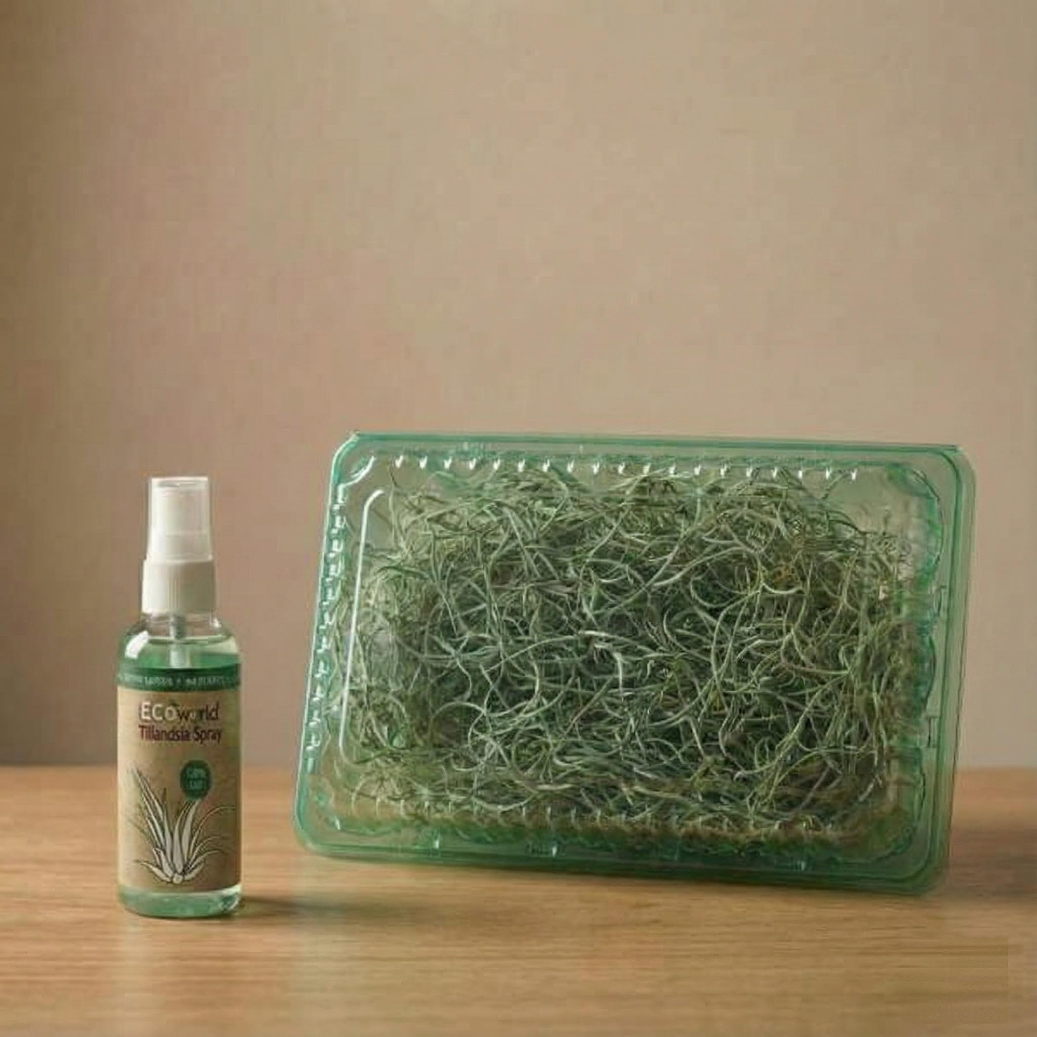 vdvelde․com - Jellyfish decoro 3 pezzi, piante aeree in ricci di mare | Tillandsia viva senza terra, regalo originale per il bagno o il terrario, con spray nutriente