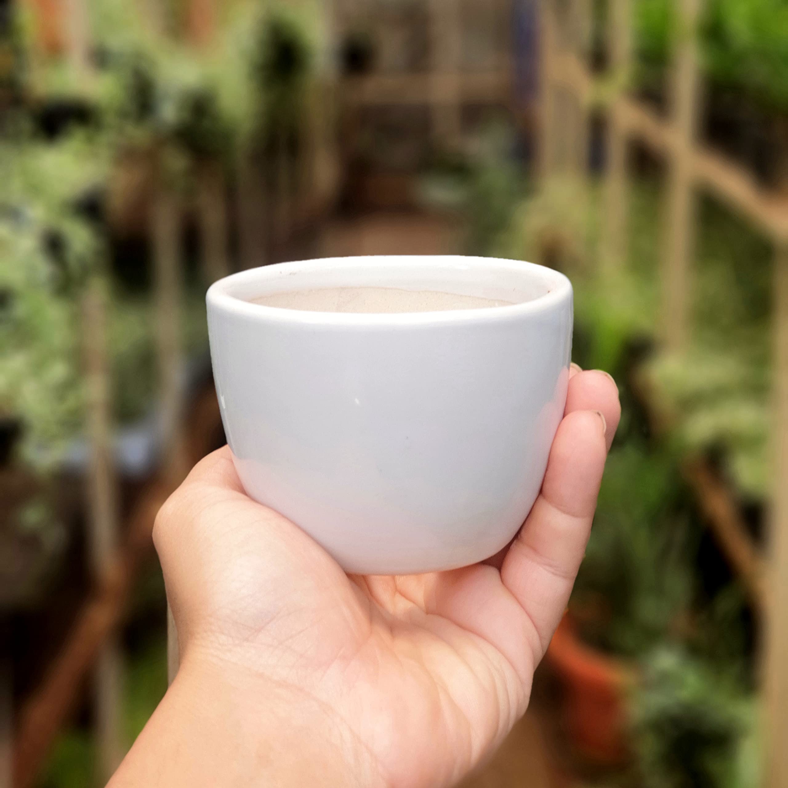 Root Bridges 3.5" Mini Round Ceramic Pot (White) (B07T9DNTWJ) Amazon Price History, Amazon Price Tracker
