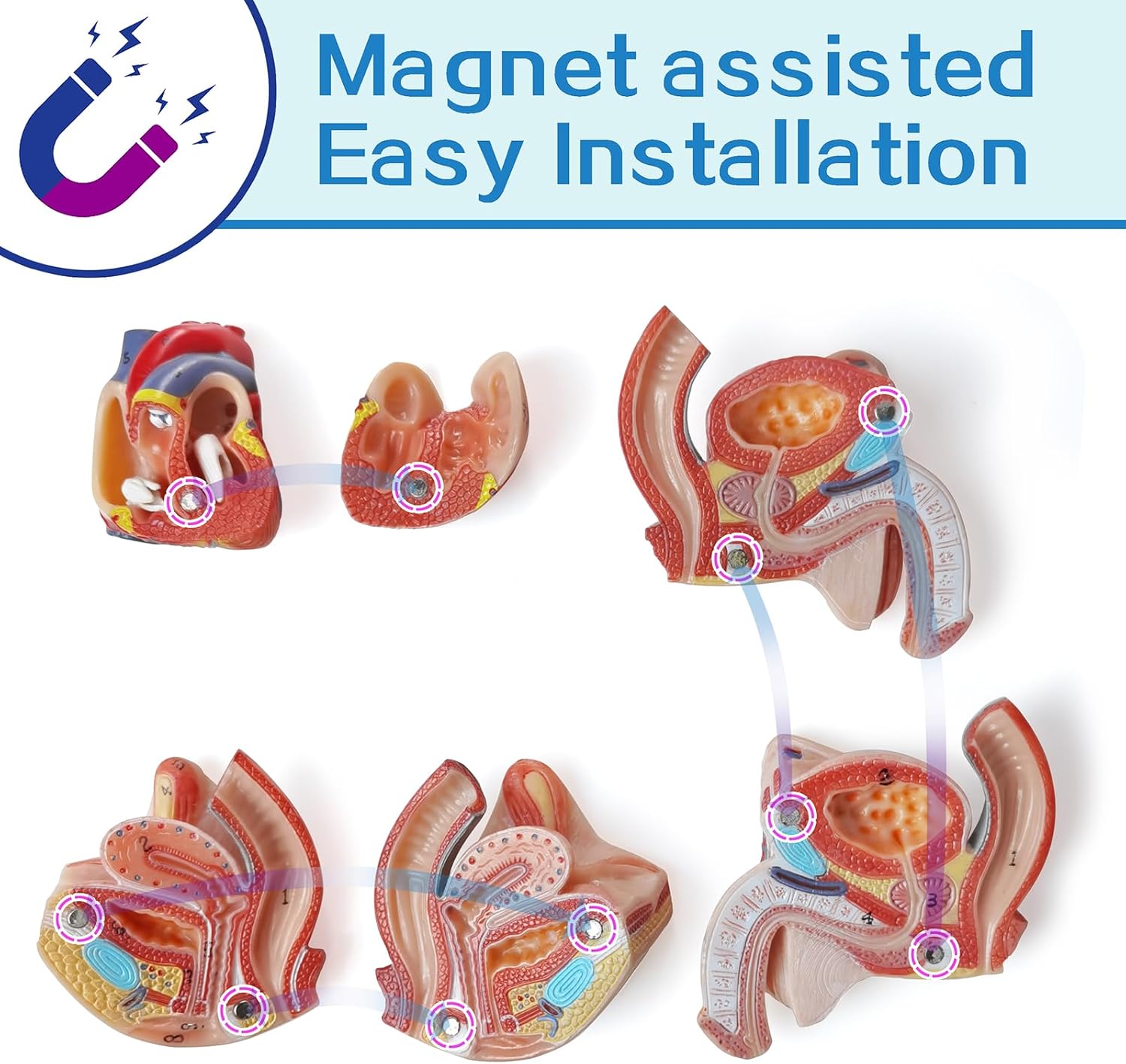 NEW HORIZON Human Body Deluxe Musculature Model, 16 Pcs Removable 17 Inch Human Torso Anatomy With Heart, Head, Skull, Brain, Skeleton for Medical Students, Lab & Classroom Use