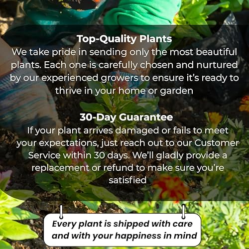 Miniatura 8 de Paquete de 20 plantas vivas pequeñas exóticas Lithops vivas  Perfecto para principiantes Lithops, gran adición de terrario  raíz desnuda sin tierra