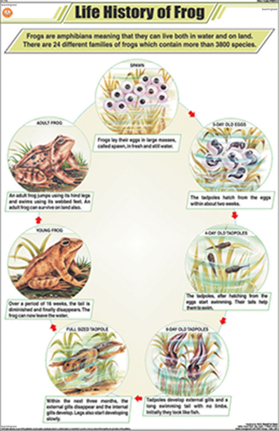Buy TeachingNest Life Cycle of Frog Chart (58x90cm) English Zoology