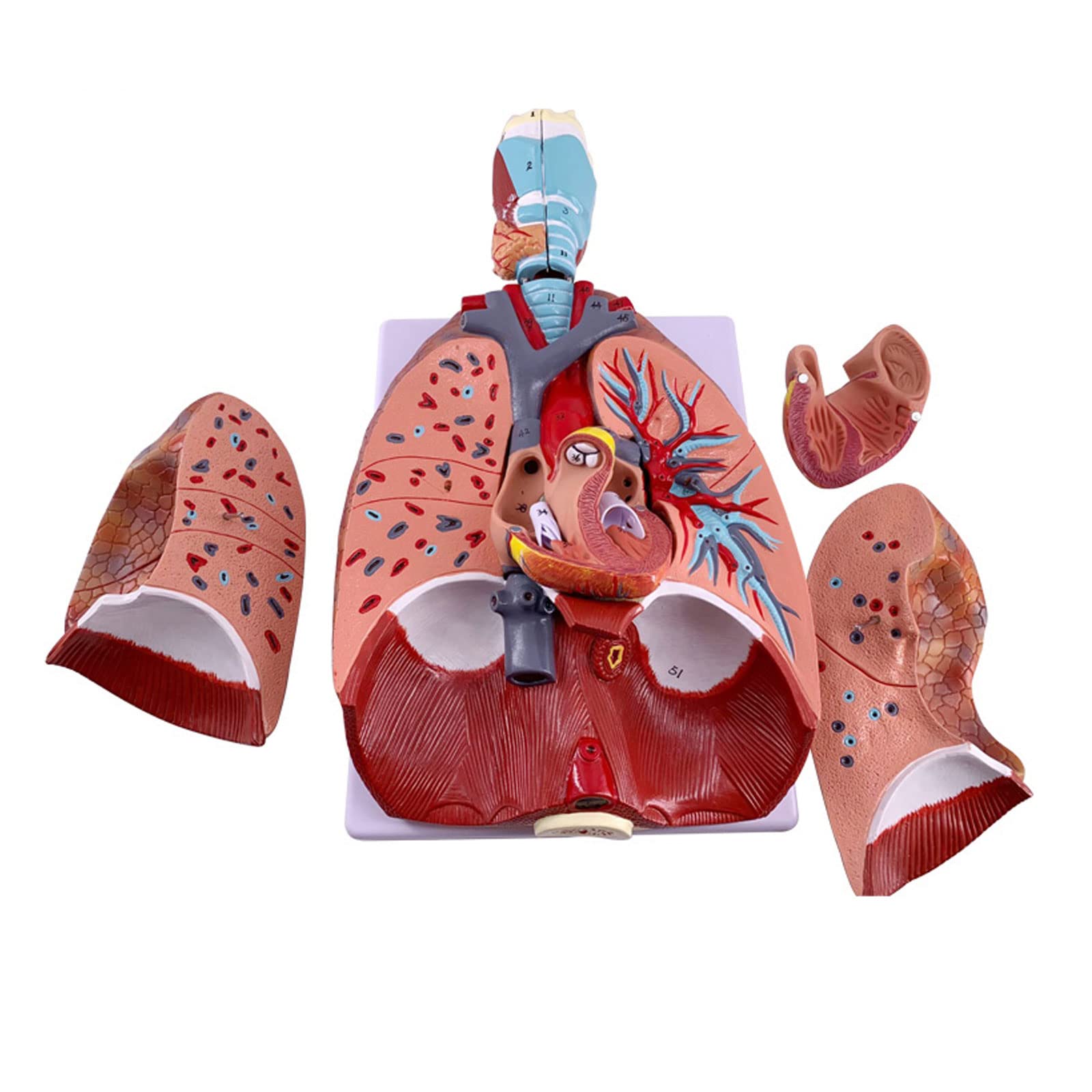 Anatomia anatomiczna człowieka Układ oddechowy Model medyczny gardło serce płuco płuco z krtanią nauczanie medyczne modele anatomiczne