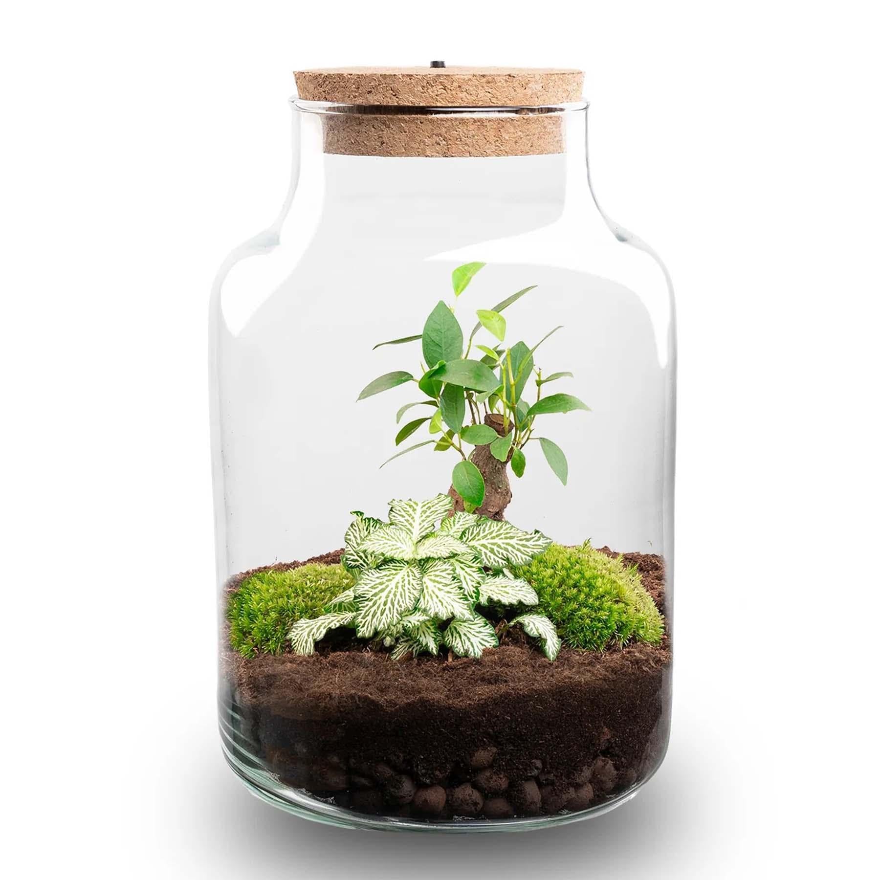 Flaschengarten DIY Terrarium Little Milky – Ø17xH25cm | LED-Kork, Moos