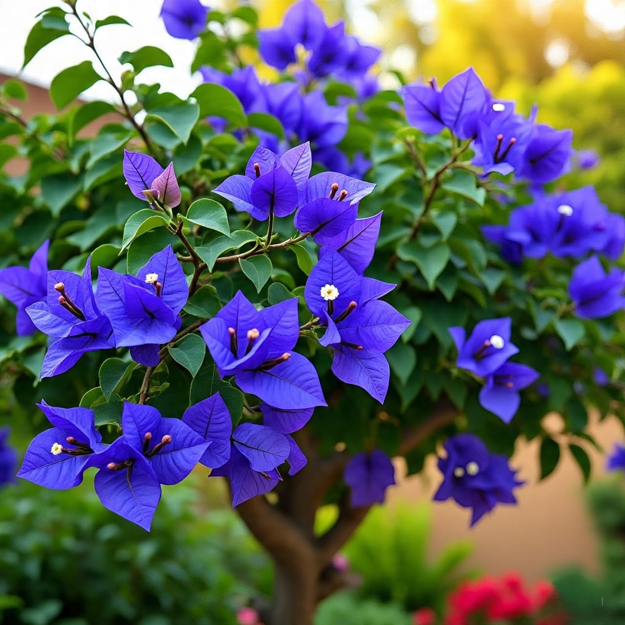 Blue Bougainvillea Live Flower Plant guti colom, for Home Gardening Flower Plants (Pack of 1 Healthy Tree) ap897-image-11