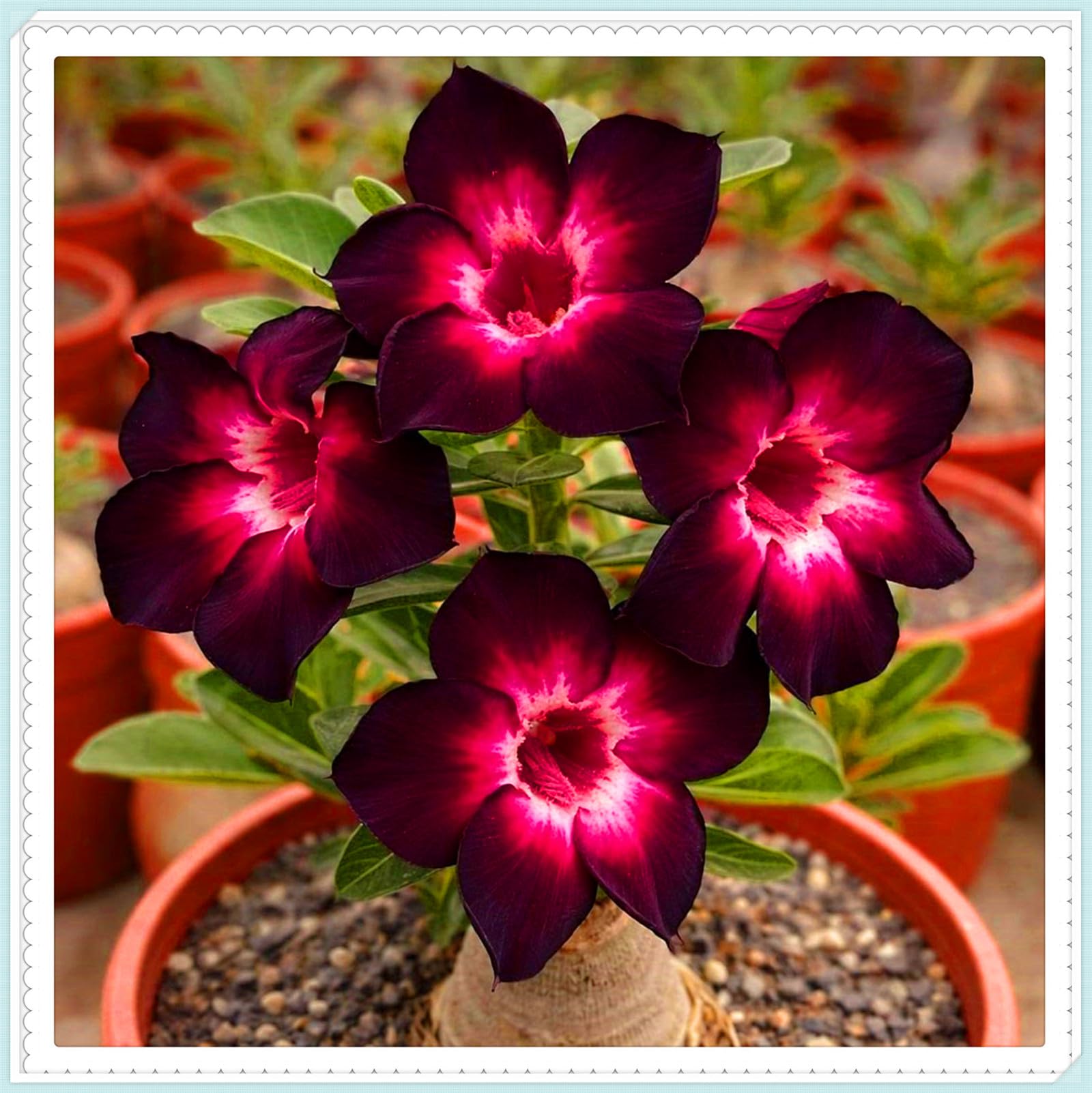 Perennial Desert Rose Tubers, Cold-Hardy & Drought-Tolerant, All Season Flowering, Suitable for Planting to Create Attractive Garden Displays-4bulbs-B