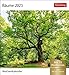 Bäume Postkartenkalender 2023. Fotokalender mit 53 Postkarten zum Sammeln und Verschicken. Dekorative Baum-Aufnahmen von bekannten Fotografen. Kleiner ... 2023.: Wochenkalender mit 53 Postkarten mit Foto günstig Kaufen-Bäume Postkartenkalender 2023. Fotokalender mit 53 Postkarten zum Sammeln und Verschicken. Dekorative Baum-Aufnahmen von bekannten Fotografen. Kleiner ... 2023.: Wochenkalender mit 53 Postkarten