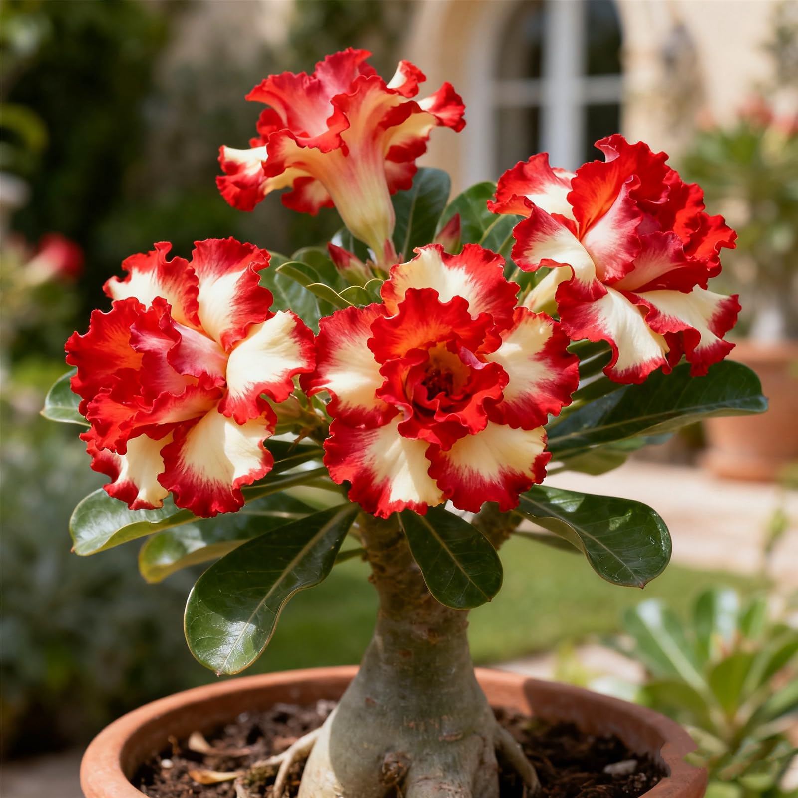 Perennial/Rare Desert Rose Plant Bulbs for Planting Now UK/Adenium/Excellent Display/Low Maintenance/Grow Fast-3bulbs-I