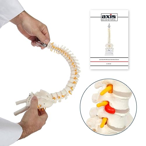 Miniatura 3 de Axis Scientific mini modelo de anatomía de columna vertebral, incluye nervios y viene con soporte resistente.