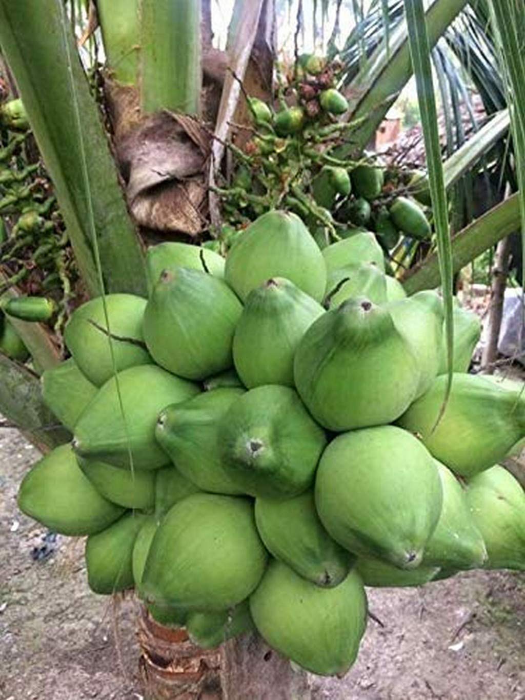 Creative Farmer Live Plant Dwarf Hybrid Malayan Green Coconut Healthy Plants For Home Garden Indoor (1 Live Palm Tree)_PLANT-26-COCONUT1202All@ (B08P5V8K7G) Amazon Price History, Amazon Price Tracker
