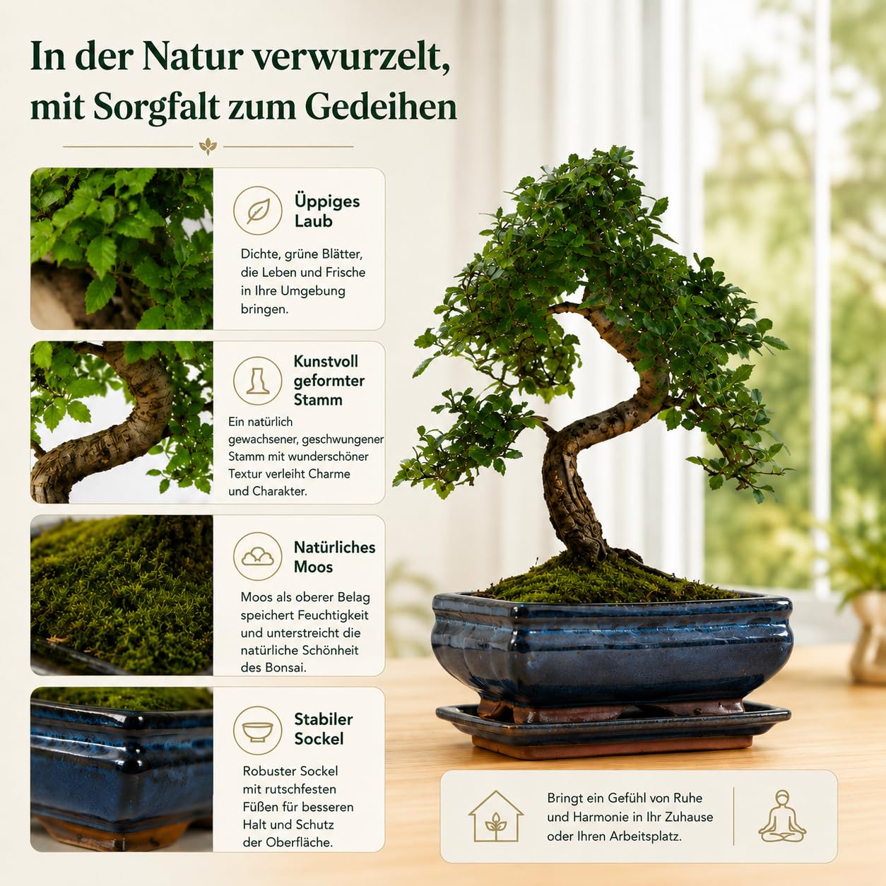 Chinesische Ulme Bonsai Baum Indoor & Outdoor – Echter Bonsai im 20cm Topf mit Untersetzer – Pflegeleichter Zimmerbonsai mit Winterschutz