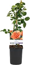 Climbing rose – Rosa Orange Climber – Orange Flower – Low Maintenance – 2 Plants – 30-40 cm – Diameter 10 cm – Garden Plant