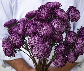 50+ Giants of California Aster Seeds Deep Purple Double Chrysanthemum Cut Flowers Garden Plant