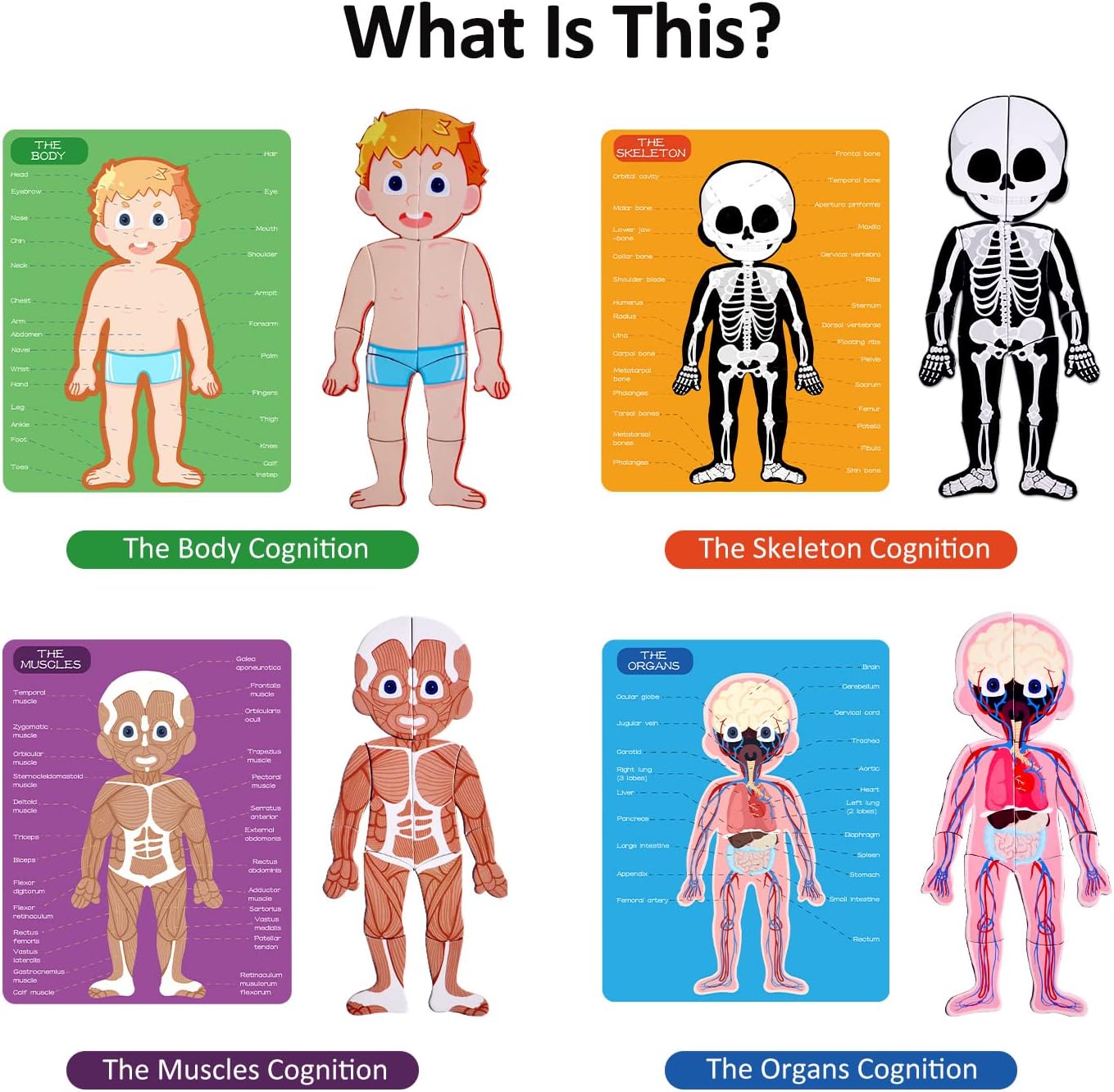 Human body model puzzle for kids,Panda Juniors 48 Pieces