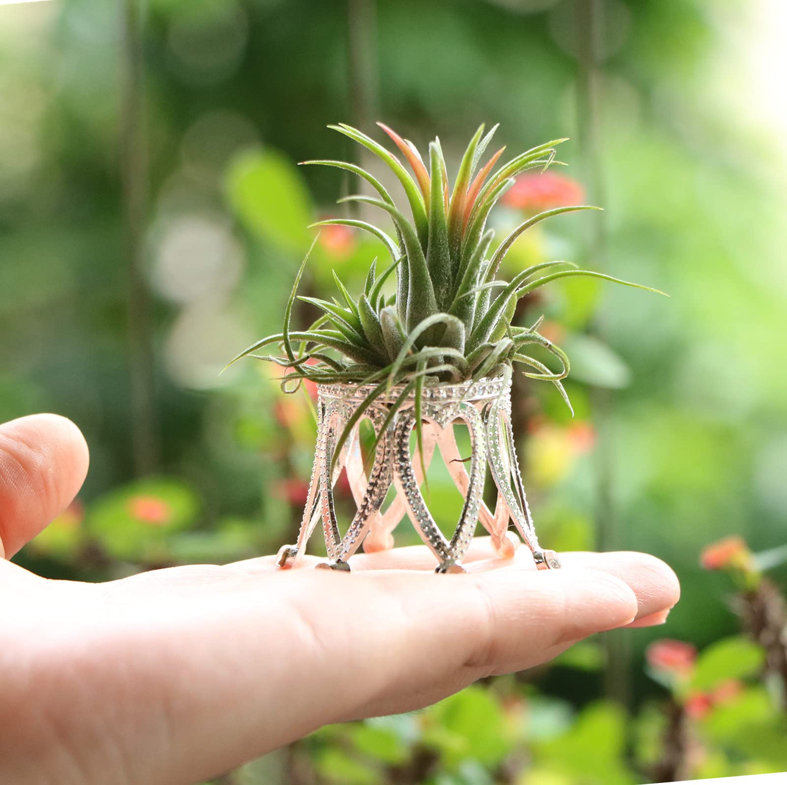 dracaena red Dracaena Colorama Red – ShopTropicals