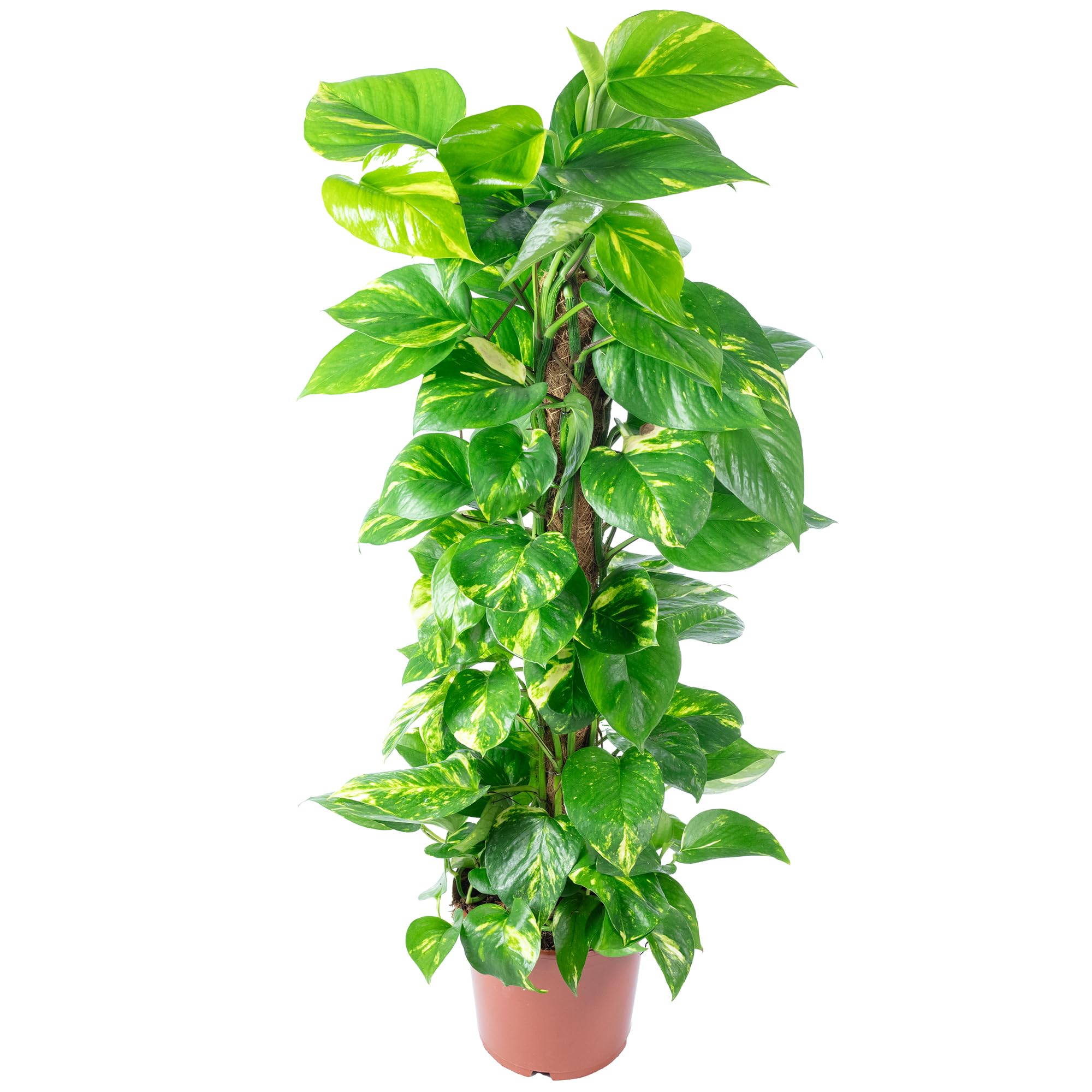 Efeutute am Moosstab - pflegeleichte Zimmerpflanze, Epipremnum aureum - Höhe ca. 80 cm, Topf-Ø 19 cm