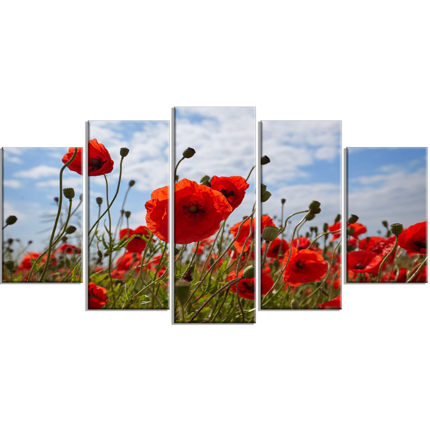 Yellow Korner　Fleurs De Pavot　60×80 Papaver 'Summer Breeze Yellow – Pavot – Poppy - Jardins