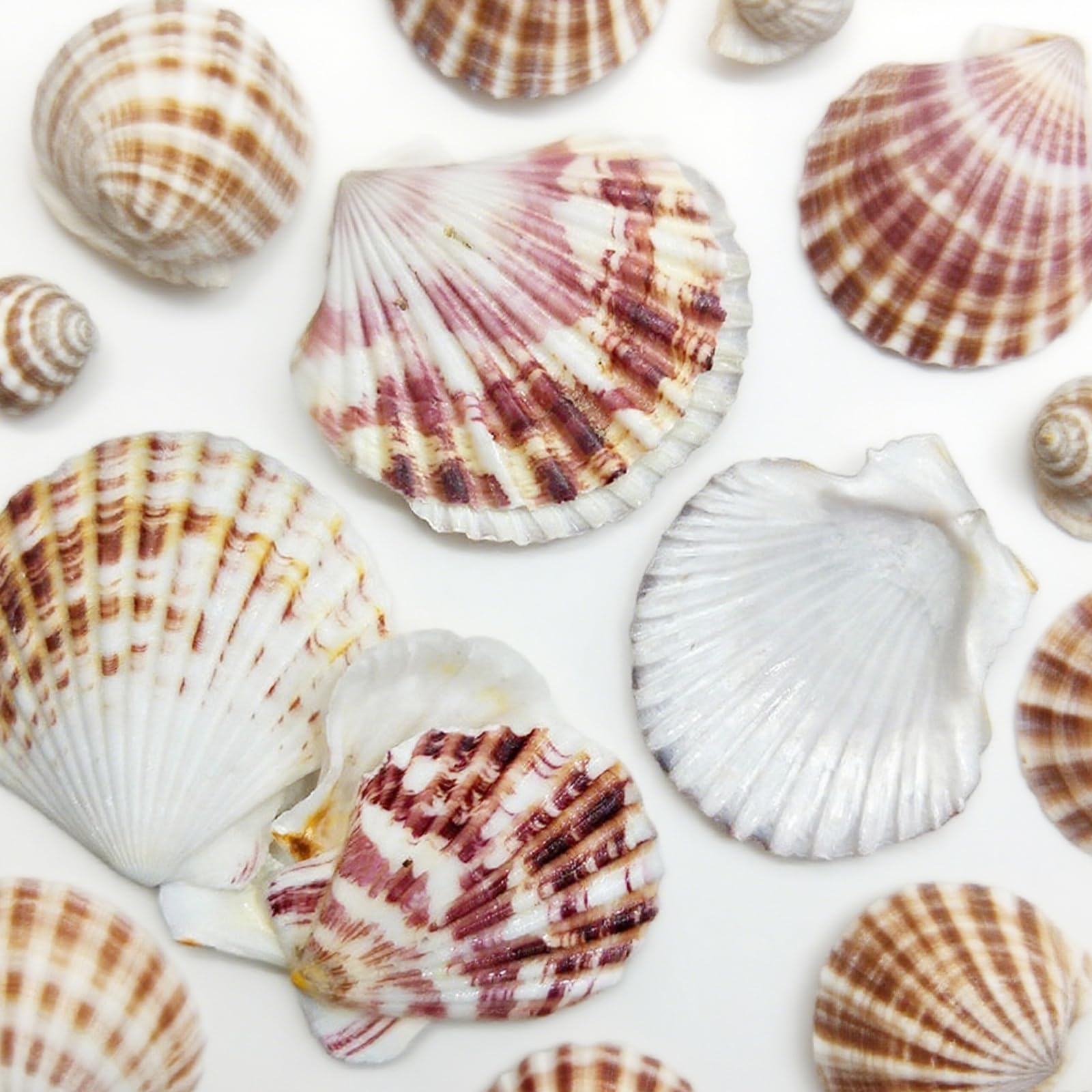 MHYMX Seashells, 80 Pcs Scallop Shells for Crafting Flat Craft Shells Large Seashell Mixed Bulk Sea Shell for DIY Home Beach Wedding Party Decor(4-5 CM)