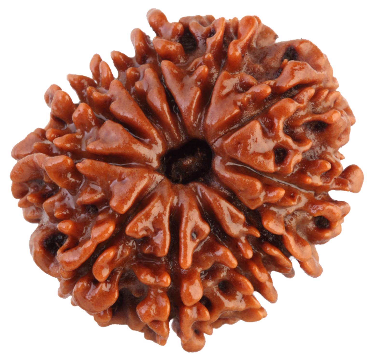 Saubhagya Global 11/ Eleven Mukhi Rudraksha Lab Certified Siddha in Handmade Tassel, Nepalese Beads, Size 16-22mm, Color-Brown