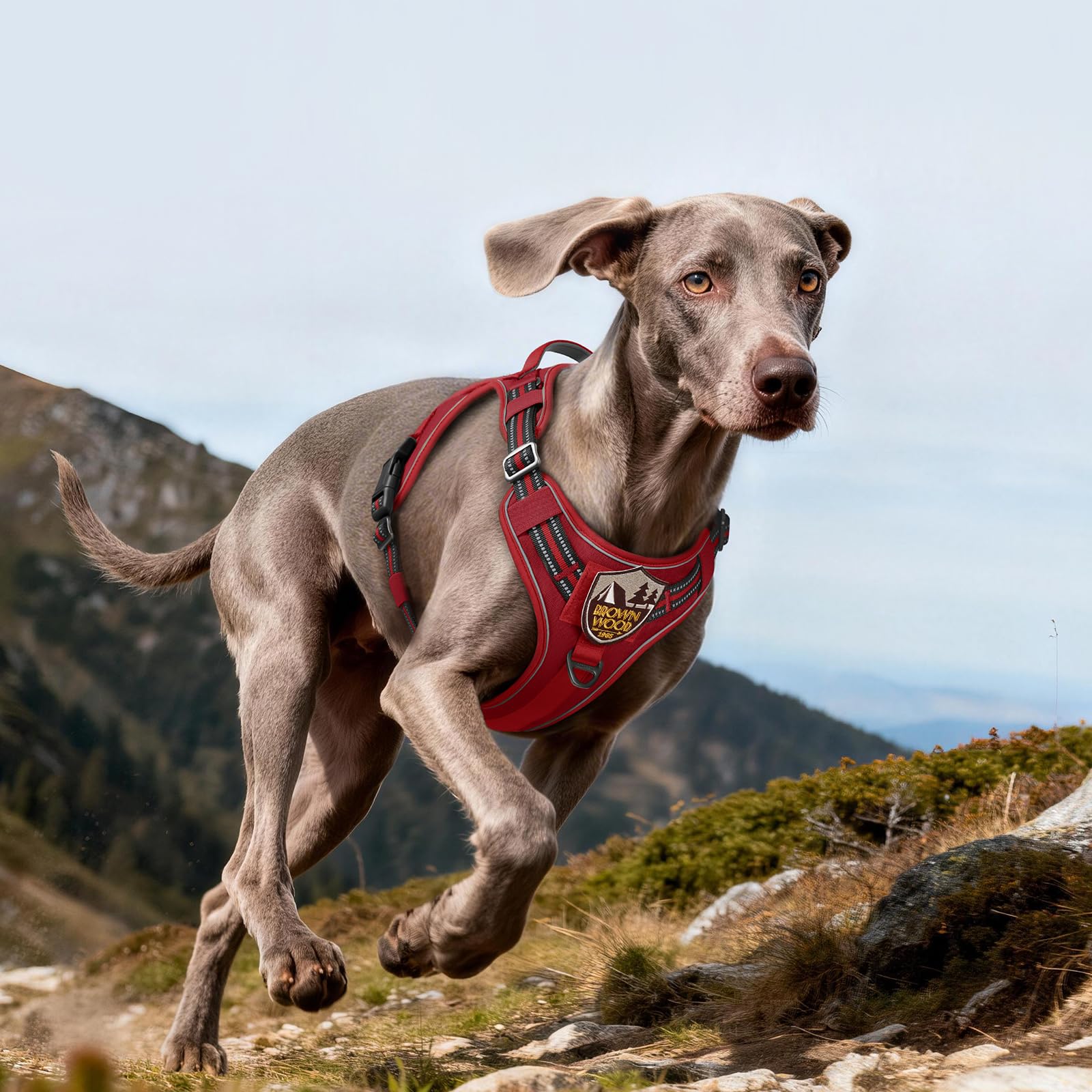 rabbitgoo Harnais pour chiens de grande taille, anti-traction, gilet tactique avec Molle et poignée de contrôle, harnais militaire réglable et réfléchissant pour une promenade et un dressage faciles,