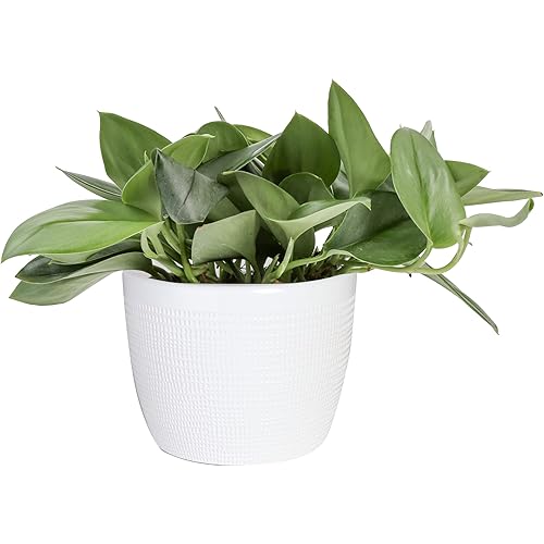 Costa Farms Live Indoor Trending Tropicals Sterling Silver Plant, 9-Inch Tall, White Décor Pot