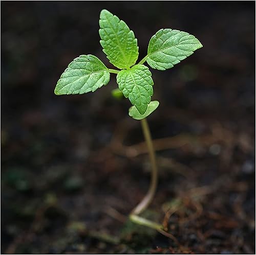 Miniatura 5 de Seed Needs Semillas de menta para plantar, sin OMG, reliquia y sin tratar, hierba medicinal/culinaria para plantar un jardín interior o exterior