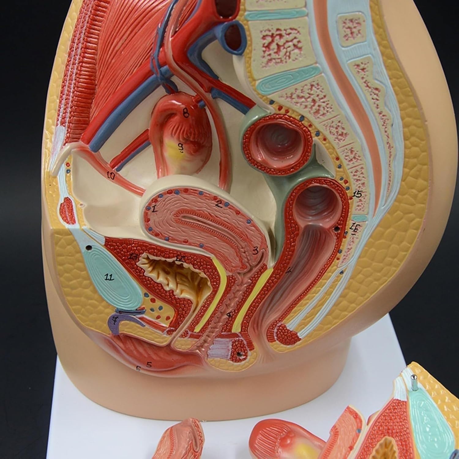 1 szt. Model anatomii strzałkowej miednicy dorosłej kobiety – szczegółowy układ rozrodczy z cyfrowym identyfikatorem do celów edukacji w zakresie opieki zdrowotnej i zajęć lekcyjnych