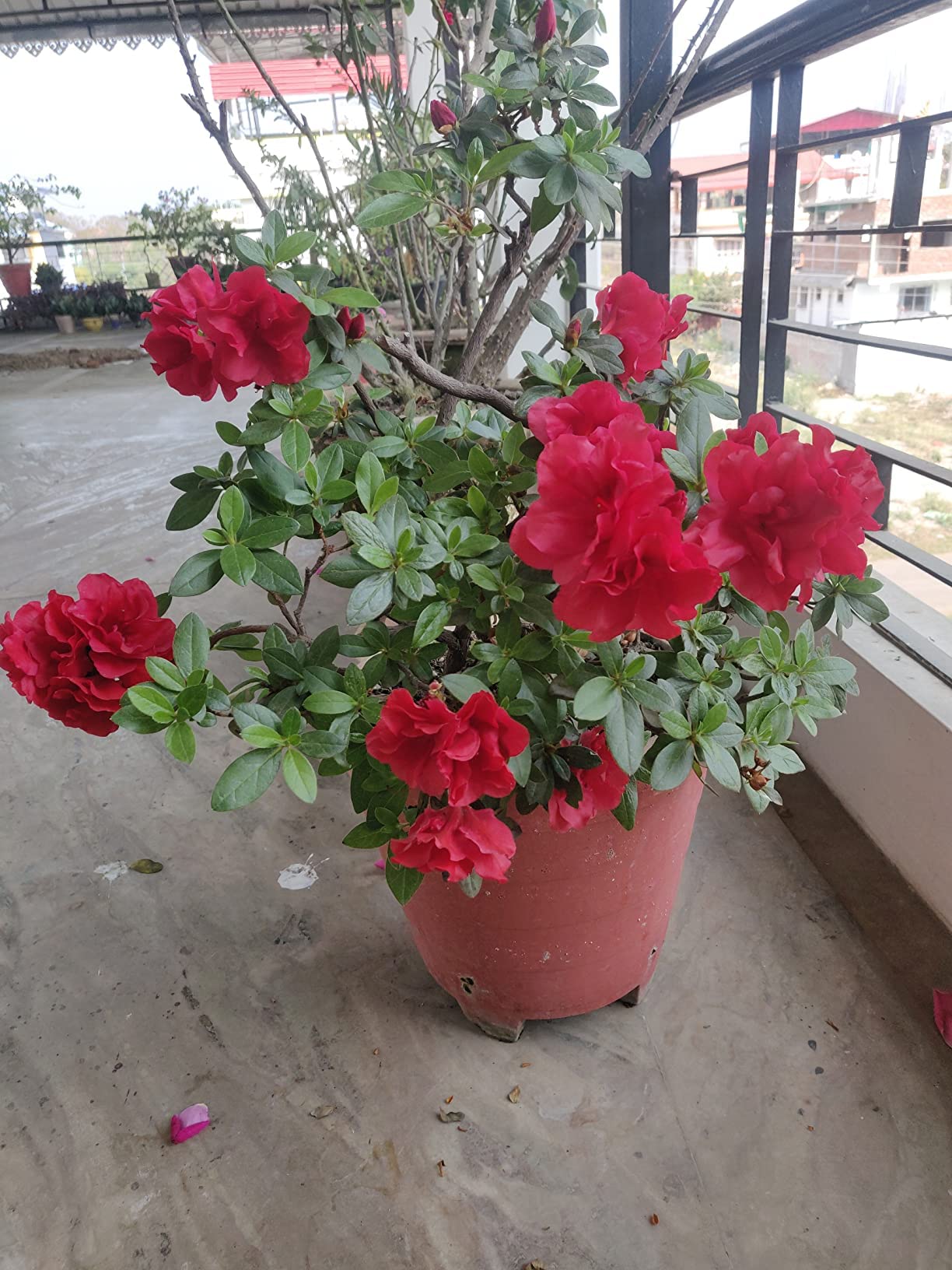 VEDHAHI Rose Bloom Plant Fertilizer (2Kg) Best For Flowering Plants, For Growth, Food, Care, Flower Booster (2Kg) (B0BXCYFGCD) Amazon Price History, Amazon Price Tracker