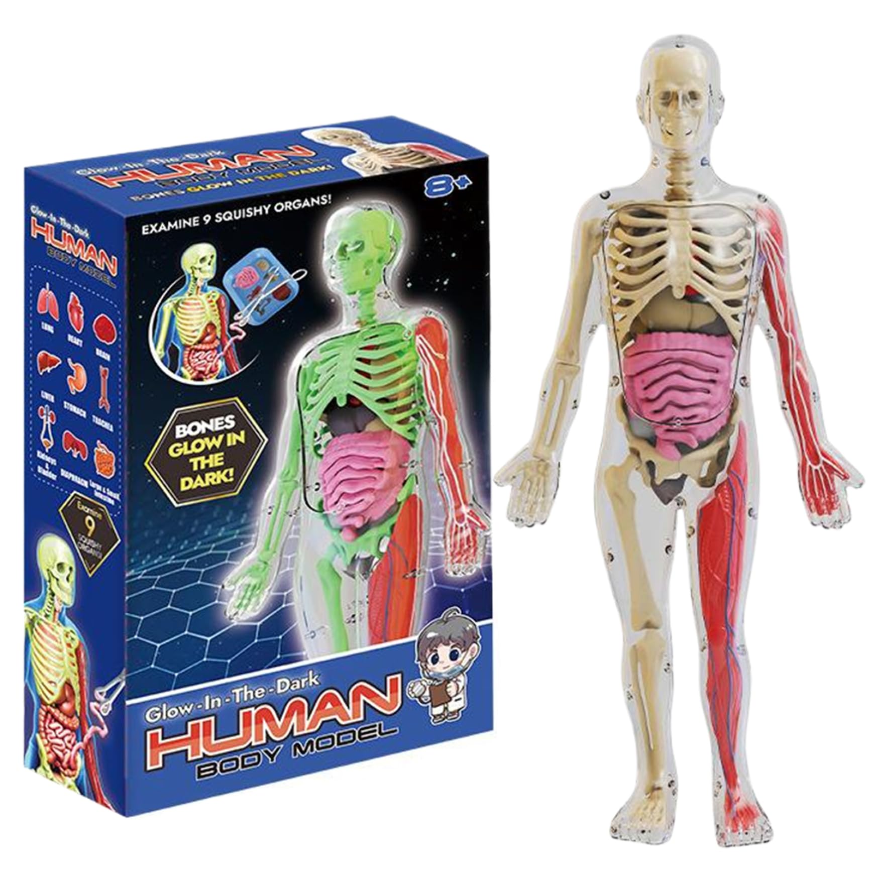 Modelo de Cuerpo Humano para niños, Modelo de anatomía Humana Realista Que Brilla en la Oscuridad, Cuerpo Desmontable de Bricolaje, anatomía educativa para Regalos de niños