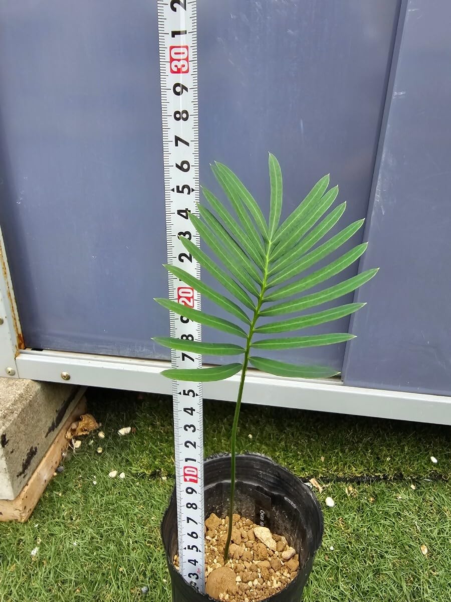 サイカスデソラタ（4苗セット） サイカスデソラタ（4苗セット） サイカスデソラタ（4苗セット