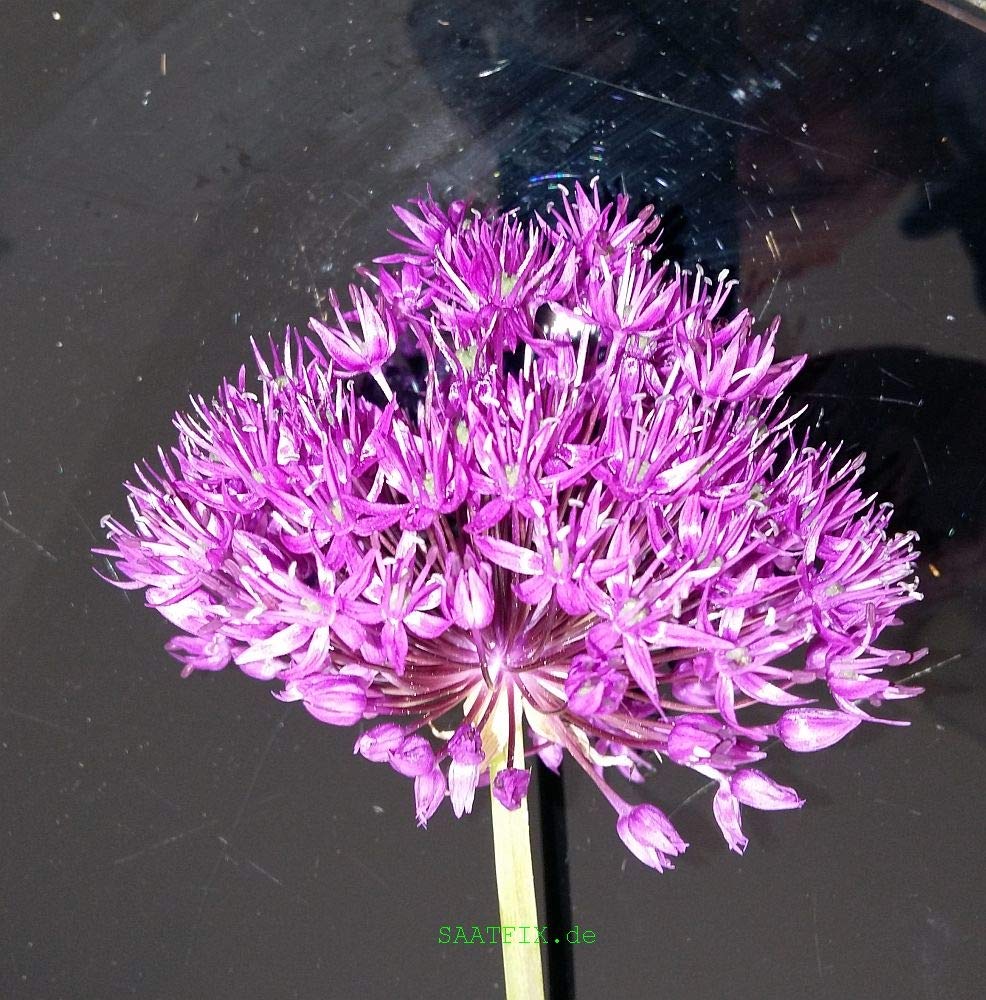 50 Blumenzwiebeln Alliumzwiebeln Allium aflatunense Purple Sensation (Iranlauch)