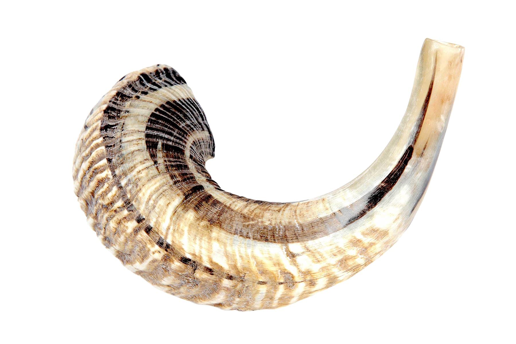 Chofar en corne de bélier - Semi-poli - 33-37 cm