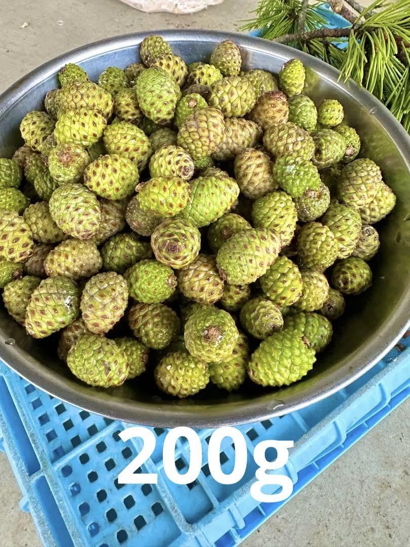 松の葉 200g + α + 青ぼっくり10個程 松の葉 200g + α + 青ぼっくり10個程 松の葉