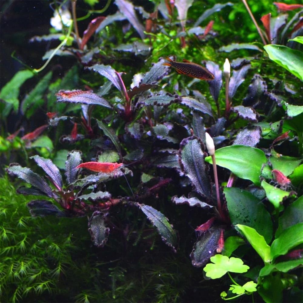 Bucephalandra in Vasetto – Piante Epifite per Acquario Dolce, Crescita Lenta