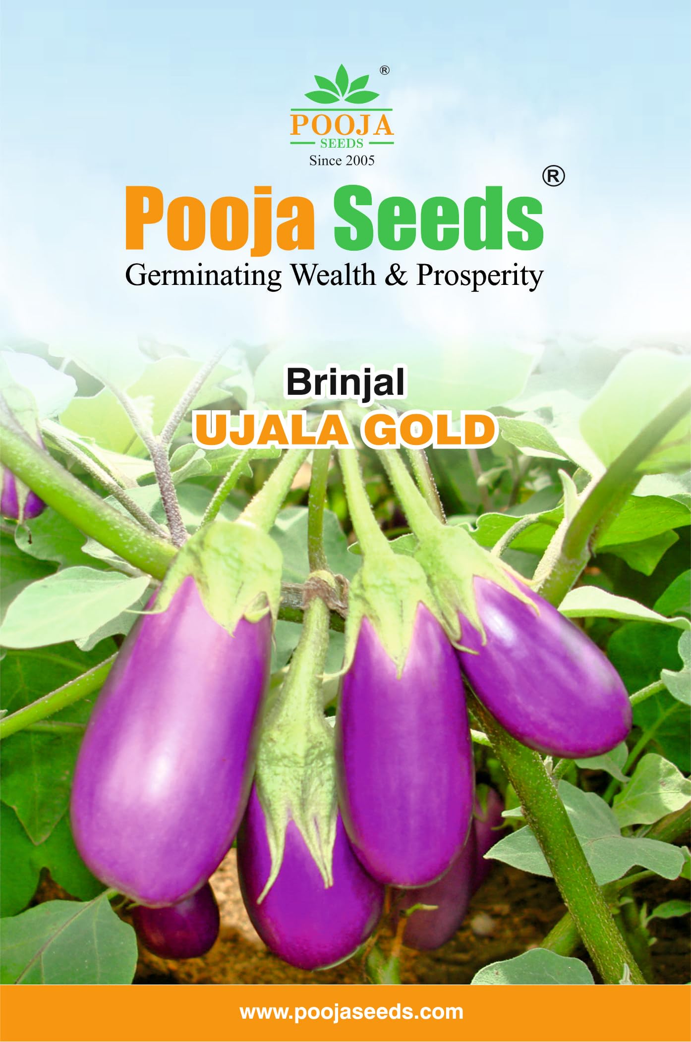 Pooja Seeds- Brinjal (Egg Plant) Seeds-Ujala Gold - 25 Gm (B0BRCVBLGM) Amazon Price History, Amazon Price Tracker