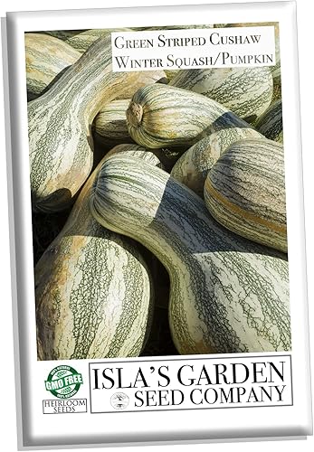 Miniatura 3 de Semillas de calabaza Cushaw a rayas verdes, (calabaza de invierno Crookneck) 25 semillas de reliquia por paquete, semillas sin OMG, nombre botánico: