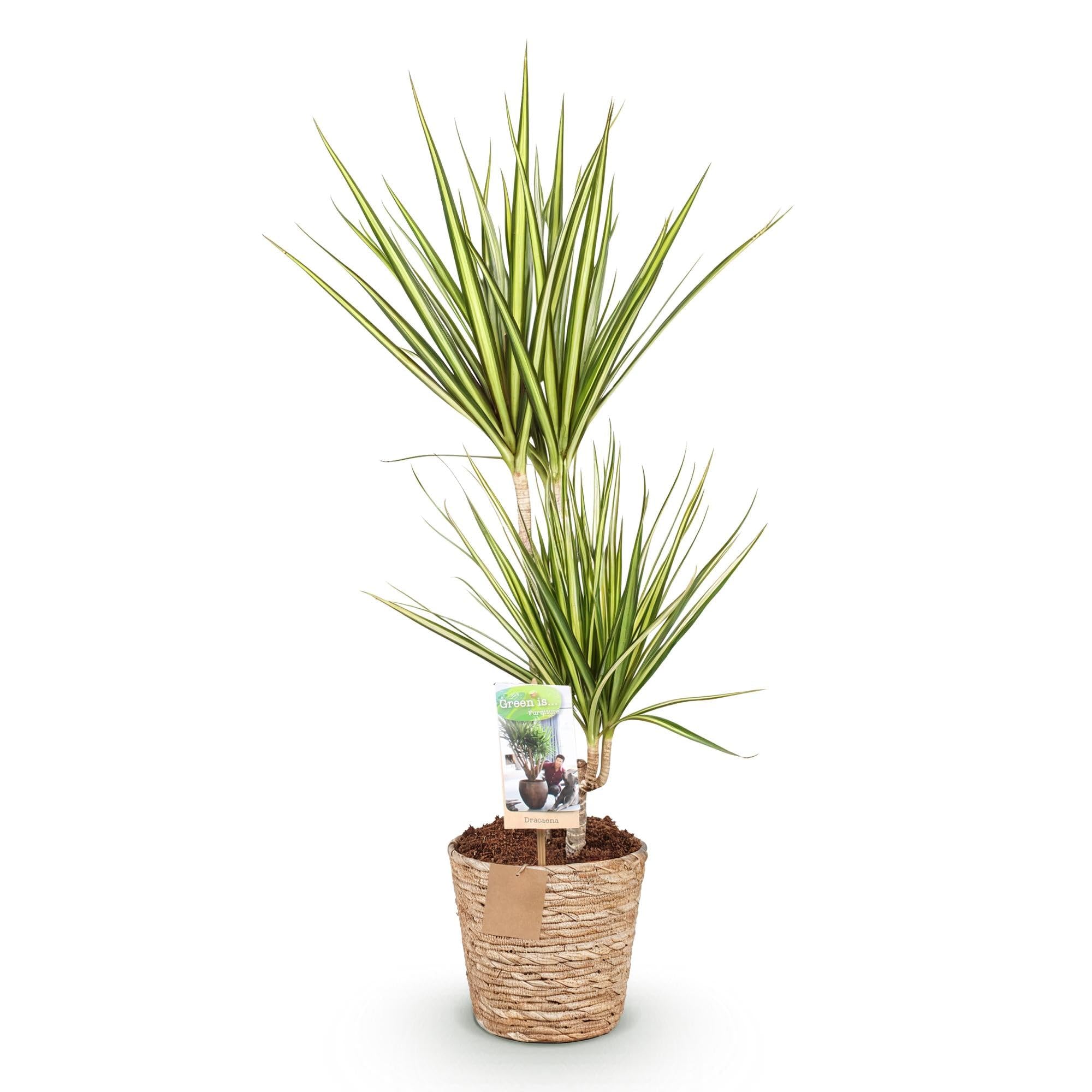 Green boutiQ - Plantes d'intérieur - Dracaena Sunray - Dragonnier - Peu d'entretien - avec panier - Vert - jaune - 1 Plante - Pot 17cm - Hauteur 70-75cm