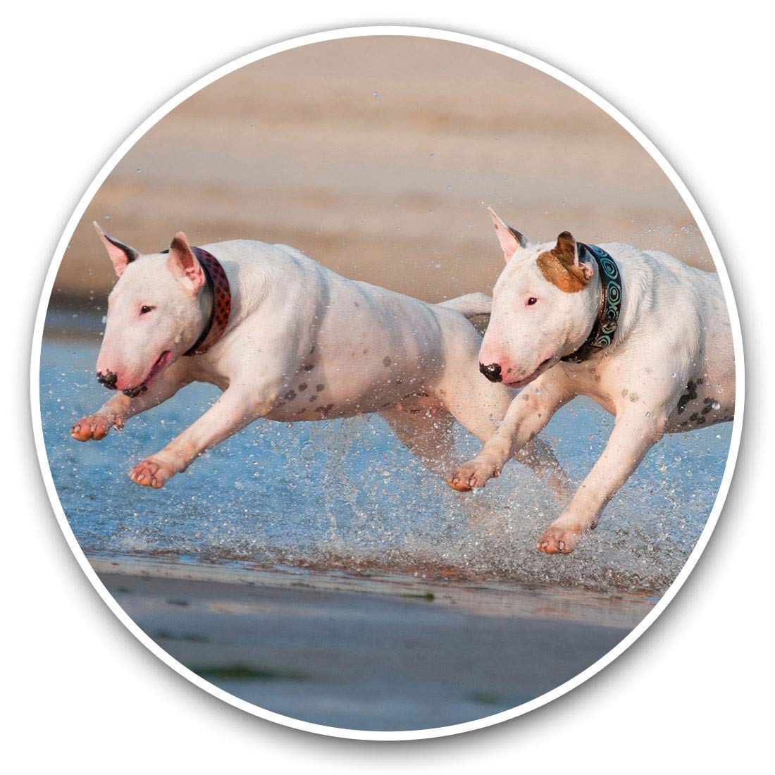 Destination Vinyl Ltd English Bull Terrier Dogs 3255 2 X 30Cmvinyl Stickers - English Bull Terrier Dogs Decals For Car Van Luggage Scrap Book Fridge #3255