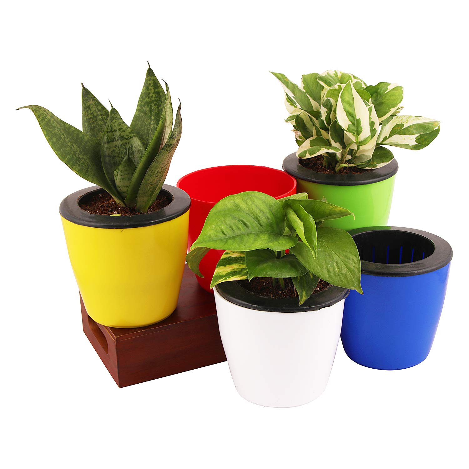 See full amazon price history chart for Leafy Tales Plastic Self Watering Pot with Cup & String, Multicolor 11 x 10 x 7.5 cm 5 Pcs, Small (SW with Cup - 5) Leafy Tales Plastic Self Watering Pot with Cup & String, Multicolor 11 x 10 x 7.5 cm 5 Pcs, Small (SW with Cup - 5) (B091KB3C7B) Amazon Price History, Amazon Price Tracker