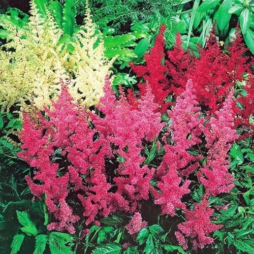 花苗 アスチルベミックス (花色無選別) 4株 / 国華園 26年春商品