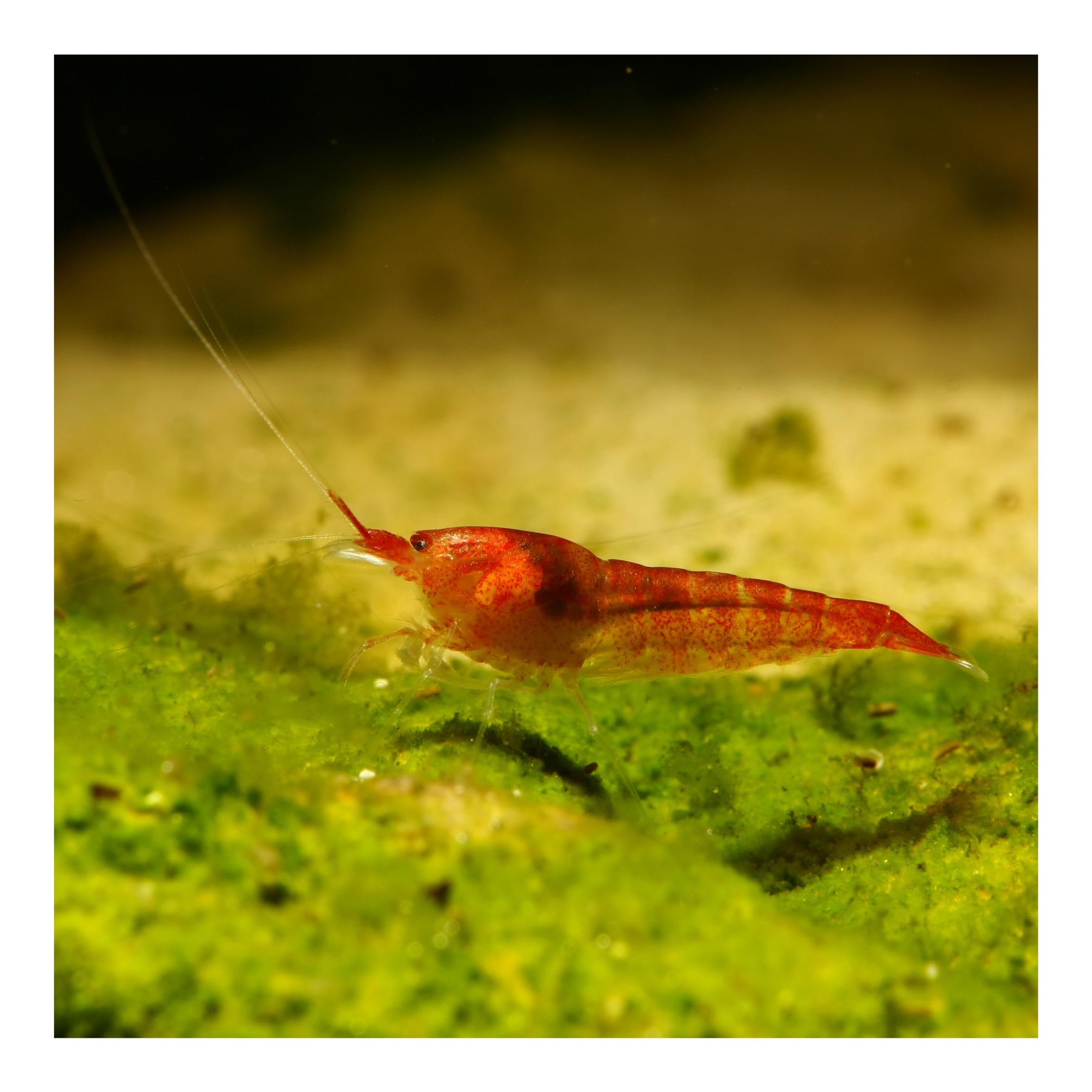 10 x Rote Hawaii Garnele - Halocaridina rubra - Zwerggarnele für die Brackwasser Aquaristik - Garnelen einfach im Aquarium züchten