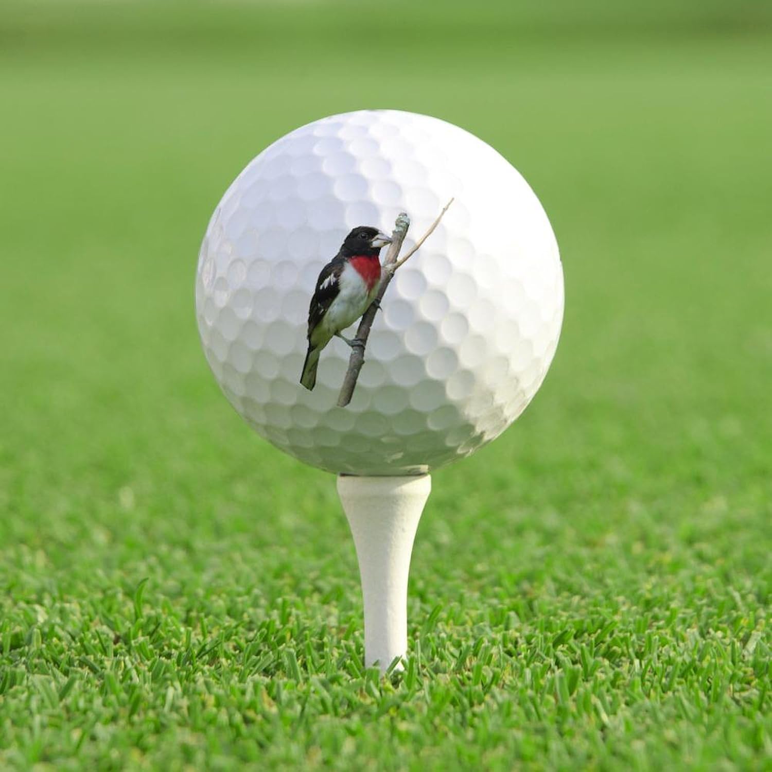 CafePress Rose Breasted Grosbeak Novelty Golf Balls (Pk of 12)