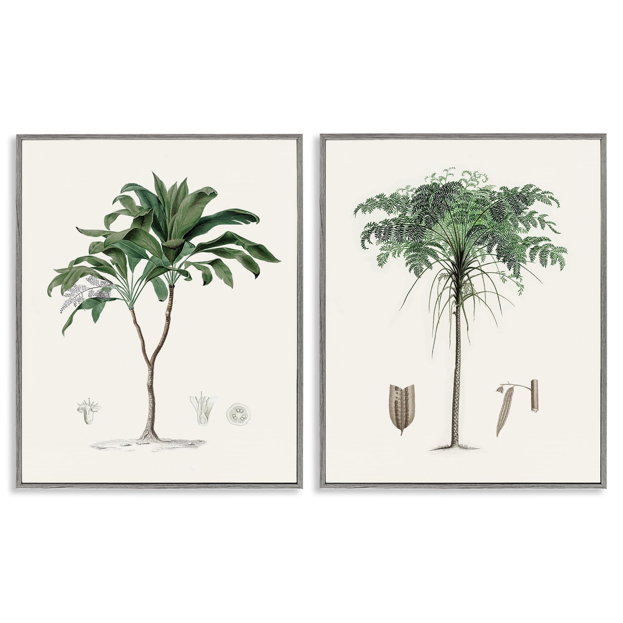 'Two Types of Palms'| 2pc Framed Giclee Art Set 2