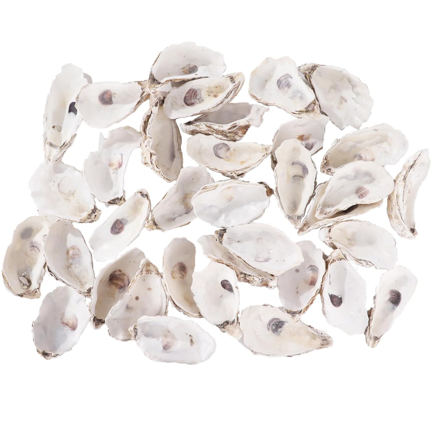 35 Pcs Oyster Shells for Crafts, Large Oyster Shells for Decor, Natural North Sea Origin, 5.9" Inches Natural Design, Ideal for Aquarium Landscaping, Crack-less Surface