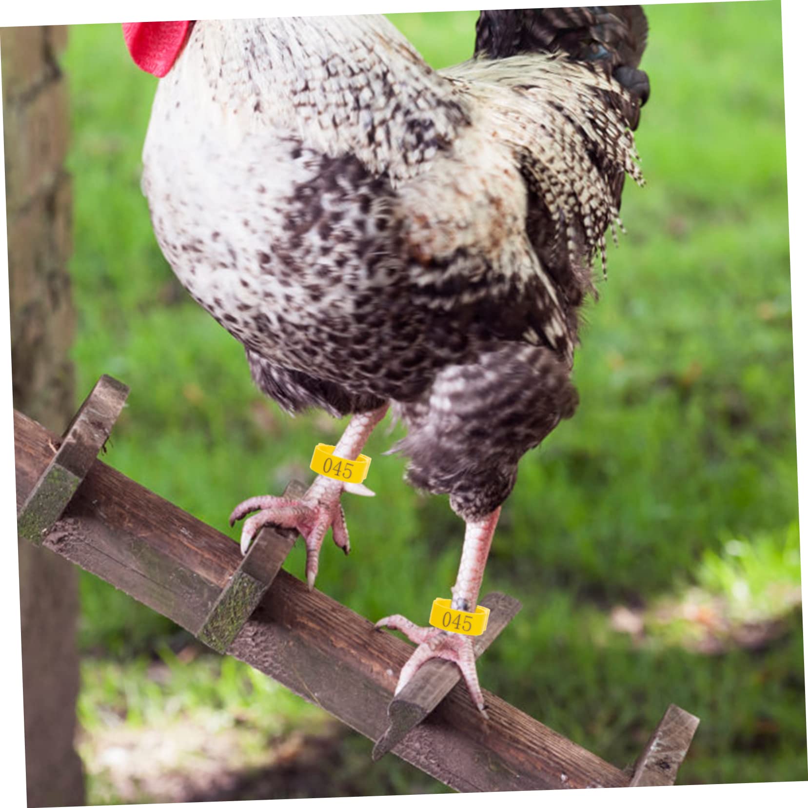 100 pezzi fascette per zampe di pollame fascette monouso per zampe di pollame con copri etichetta per pollo anatra oc | Leroy Merlin