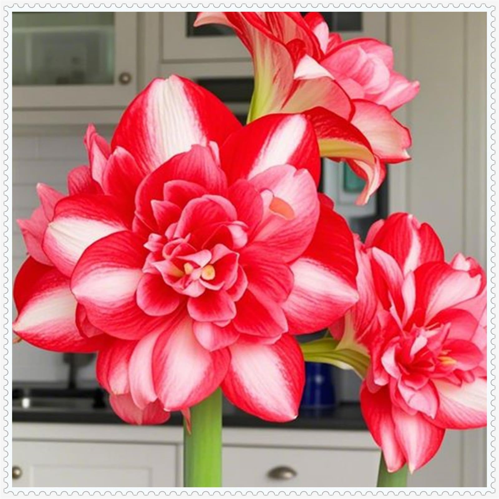 [VCUYHKMB] Amaryllis Bulbs UK- Fragrant Flowers- Suitable for Garden Plants- Landscape Design- Indoor and Outdoor Potted Plants-1Bulbs-B