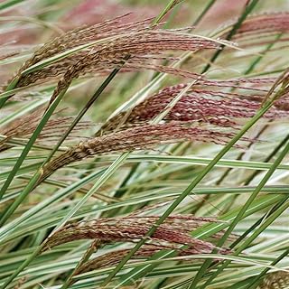 Rigoletto Miscanthus Sinensis Seeds Plants Aka Japanese Silver Grass Zone Mature Height 60+ Seeds Inches White Green