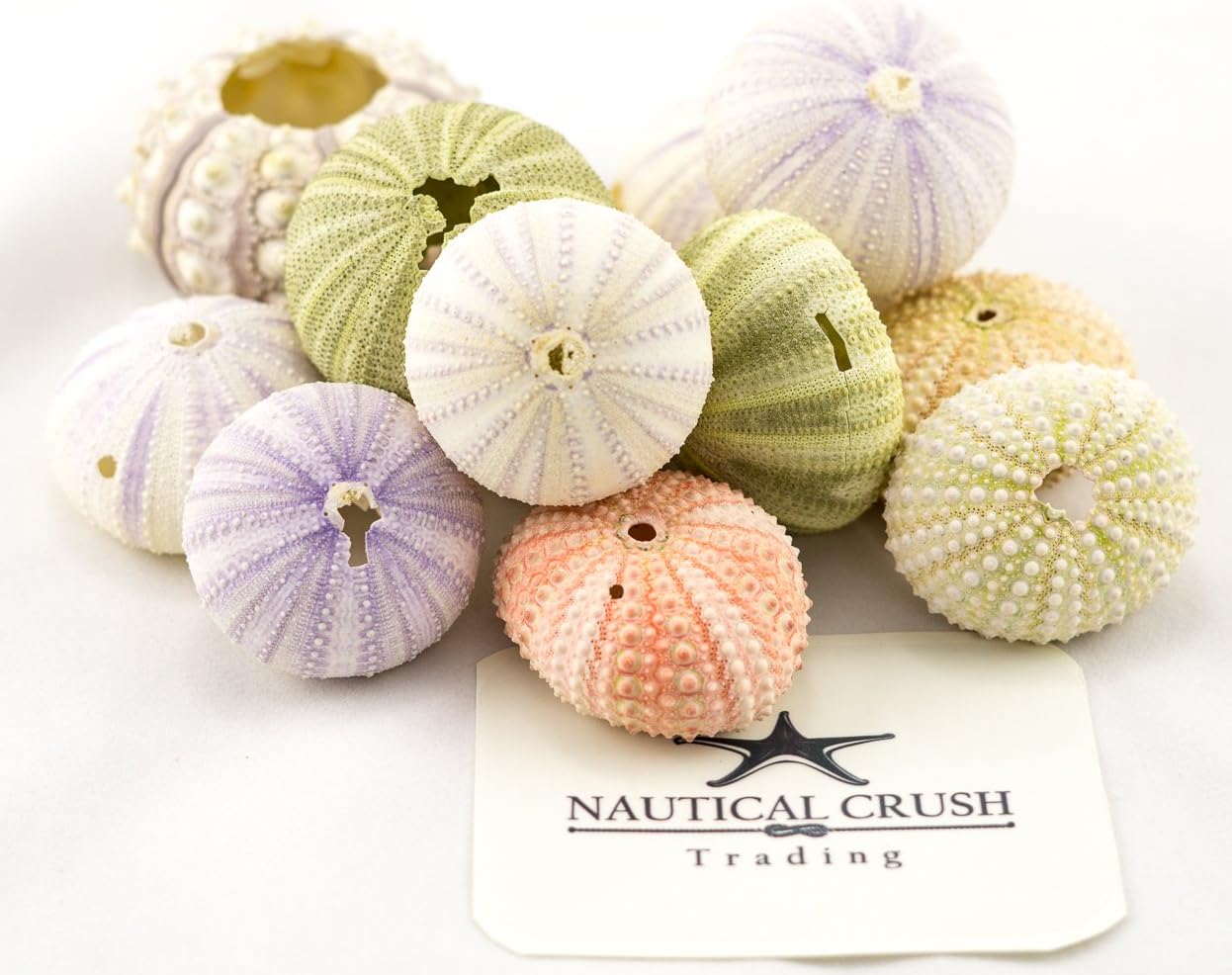Nautical Crush Trading Sea Urchins Shells for Air Plants - 12 Assorted Imperfect Sea Urchin Shells - Hanging Air Plant Holder - Air Plants Live Holders - Air Plant Pot - No Plants Included