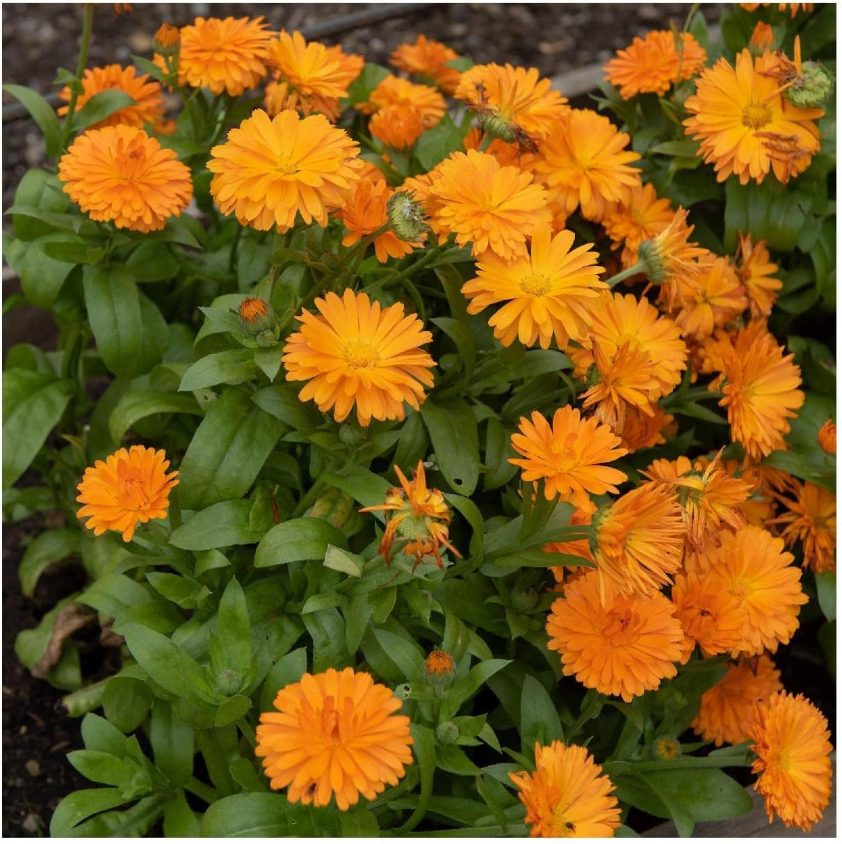 Everwilde Farms - 1 Lb English Marigold Wildflower Seeds - Gold Vault