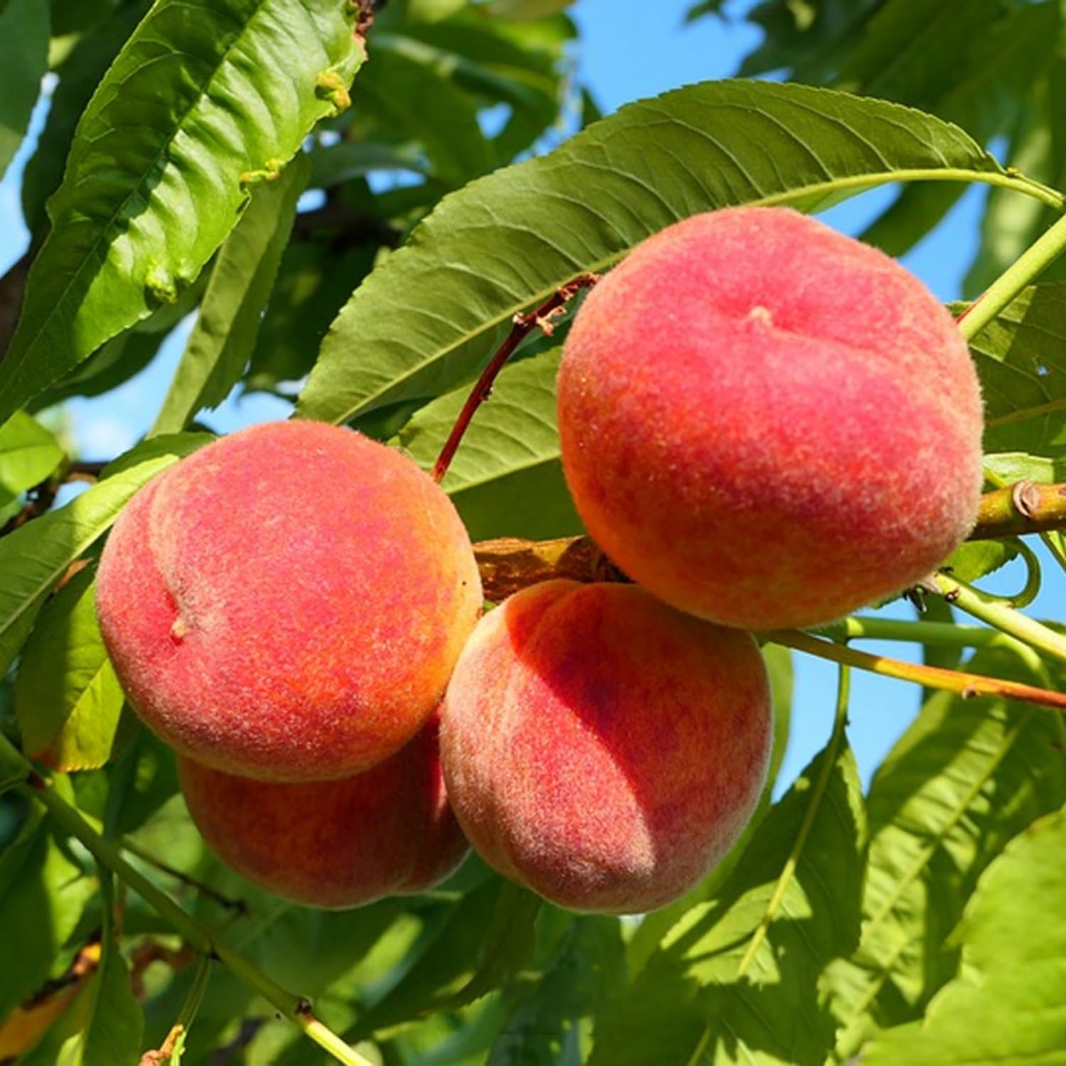 Semillas De Melocotón 50 Piezas - Para Plantar En Jardín, Huerto O Bonsái, árbol Frutal Resistente, Ideal Para Hogar Y Exteriores