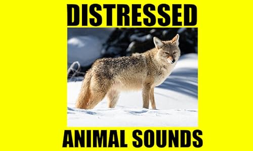 Distressed Animal Sounds - Hunting calls - Hunting call